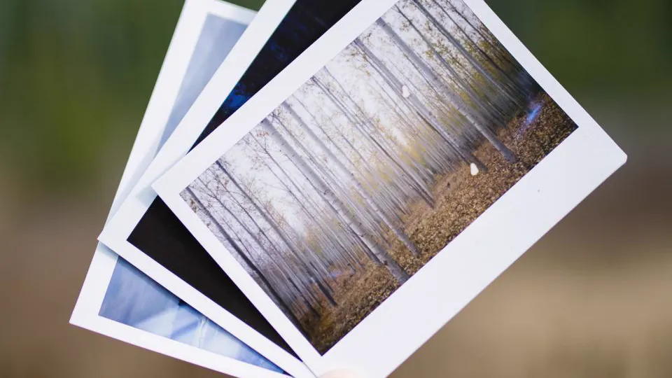 Varias fotografías impresas se superponen; en la imagen superior aparece un bosque con árboles.