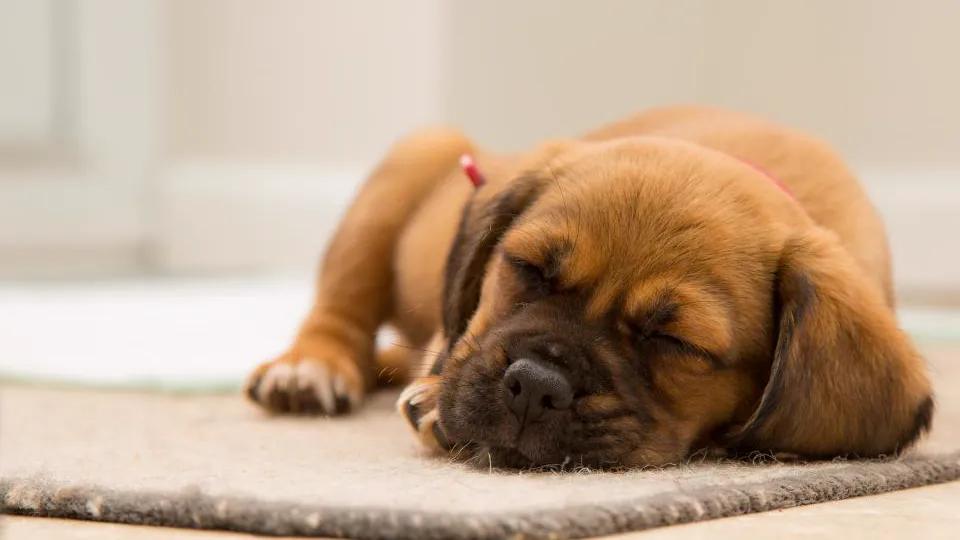 Un perro marrón duerme sobre una alfombra beige, con la cabeza apoyada en el suelo y las patas delanteras extendidas.